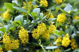 Berberis Http Www Edendeifiori It 9727 Berberis Php Piante Con Fiori Gialli Piante Da Balcone Piante Da Gia Siepi Da Giardino Alberi Piante Da Giardino