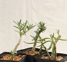 Image result for Pyrenacantha sp. A