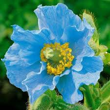 Amapola Azul Del Himalaya Poppy Flower Seeds Biennial Plants Flower Seeds