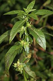 Image result for Hydrolea brevistyla