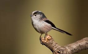 Tiny Flying Lollipop Bird Now Common In British Gardens