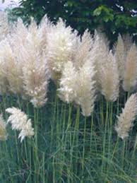 Extrem Winterhartes Gras Sichtschutz Cortaderia Selloana Sunningdale Silver Hohes Garten Pampasgras Sun Winterharte Graser Garten Bepflanzen Bepflanzung