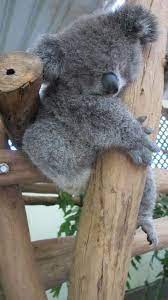 bebek koala uykuda cute animals cute baby animals cuddly animals
