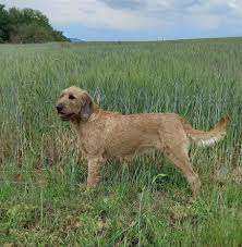 Image result for štýrský brakýř