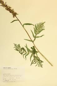 Image result for Orobanchaceae