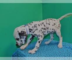 See more of dalmatian puppies for adoption on facebook. Puppyfinder Com Dalmatian Puppies Puppies For Sale Near Me In New Jersey Usa Page 1 Displays 10