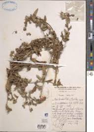 Image result for Pavonia leptocalyx