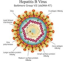 Hepatitis B Patofisiologi Diagnosis Penatalaksanaan Alomedika
