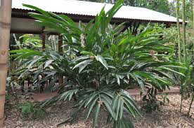 Maybe you would like to learn more about one of these? Alpinia Zerumbet Green Shell Ginger Bamboo Land Nursery Qld Australia