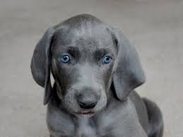 Fifty Shades Of Grey Dogs Tell You The Facts Blue Lacy Dog Blue Pitbull Dog Pitbulls