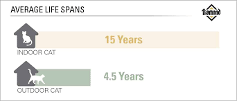 Domestic House Cat Life Expectancy