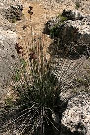 Image result for Juncus exsertus