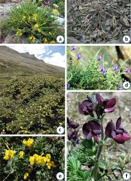 Image result for Polhillides velutina