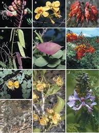Image result for Caesalpinia cassioides