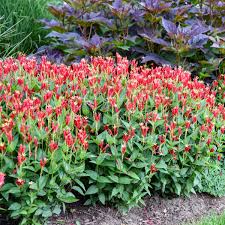 Image result for Spigelia