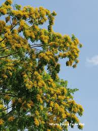 Image result for Pterocarpus megalocarpus