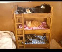 Cat or dog solid pine wooden bunk beds. Kitty Bunk Beds Cat Bunk Beds Cat Bed Bunk Beds