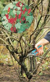 Johannisbeeren Schneiden Selbst De Straucher Garten Johannisbeere Schneiden Hortensien Garten