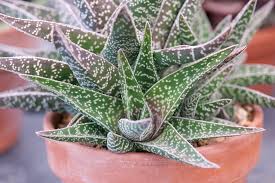Image result for Aloe buchananii
