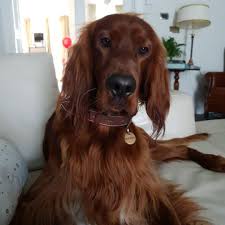 Hello There How Is Your Day Going In 2020 Irish Setter Dog Cat Red Dog