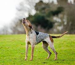 Why Do Dogs Howl At Sirens