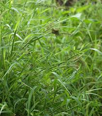 Image result for Setaria verticillata