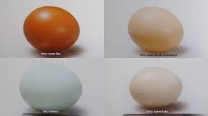 Telur bebek mengandung sedikit lebih banyak protein dibandingkan dengan telur ayam. Telur Tetas Versus Telur Konsumsi Agrikan