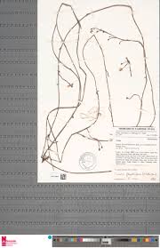 Image result for Caloncoba