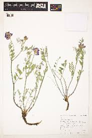 Image result for Indigastrum parviflorum