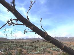 Image result for Asparagus minutiflorus