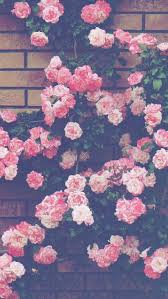 We have 78 background floral wallpaper iphone 1200x2309 wallpaper ecopetit cat pretty flower iphone wallpaper 1 top ideas. Aesthetic Floral Hd Wallpapers Wallpaper Cave