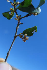 Image result for Euclea undulata