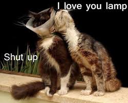 I Love You Lamp Shut Up Funny Animal Memes Funny Animals Animal Captions