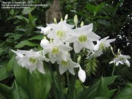 Our grower's choice subscription freshly picked and delivered to your door every month. Amazon Lily Eucharis Easy To Grow Bulbs Shade Plants Container Plants