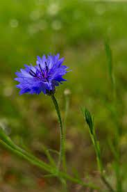 Cornflower Tattoo Ideas Inspiration Flowers Cornflower Entaurea Cyanus Symbolism Includes Delicacy Pu Oak Leaf Tattoos Fields Photography Cornflower
