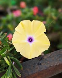 Image result for Ipomoea tuberculata