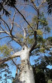 Image result for Erythroxylum platycladum