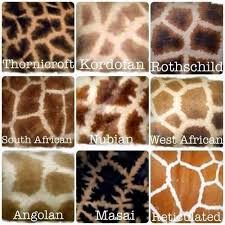 Fur Marking Reference And Color For A Giraff Giraffe Species Giraffe Pictures Giraffe Pattern