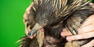 Digital echidna is proud to be part of imagine canada's caring company program. 10 Facts About Echidnas