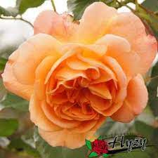 Sprzedajemy sadzonki, krzewy, róże róże w doniczkach wysyłamy od poniedziałku do środy, ze względu na ich bezpieczeństwo, a w. Roze Parkowe Sadzonki Rozeogrodowe Pl Szkolka Grzegorz Hyzy