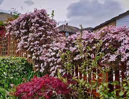 Leaves often have a bronze or purple hue when they first emerge before turning green. Take Clematis Montana Cuttings