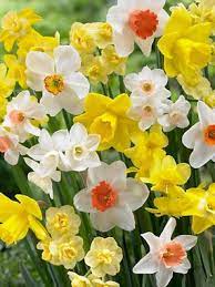 A Striking Combination Of Several Colors And Varieties Of Daffodils 16 Bulbs Bulb Flowers Narcissus Flower Daffodil Bulbs