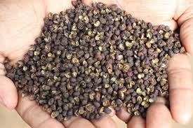 Image result for Zanthoxylum chalybeum