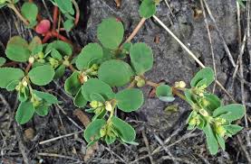 Image result for Euphorbia serratifolia
