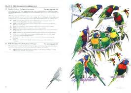 The amazon parrots, african grey, cockatoos and parakeet species of parrots are also have great communication skill. Parrots A Guide To Parrots Of The World Nokomis