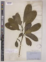 Image result for Rauvolfia afra