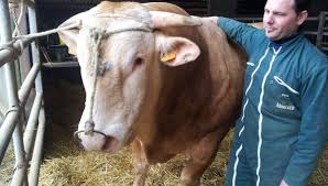 Je vis à marolle en sologne. Salon De L Agriculture Le Plus Gros Taureau De France Est De Charente Maritime