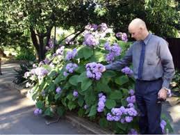 Image result for Bartlettina