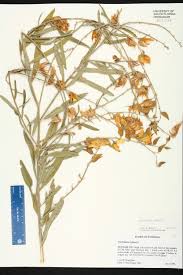 Image result for Crotalaria juncea