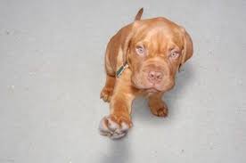 World S Most Expensive Dog Breeds Bordeaux Dog French Mastiff French Mastiff Puppies